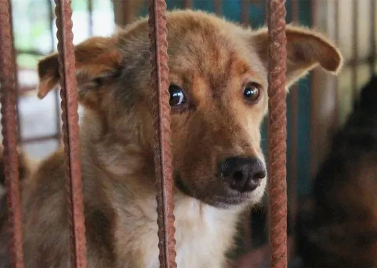 🐶 В Краснодаре планируется плановый отлов бездомных собак с 24 февраля по 6 марта.

Служба отлова б