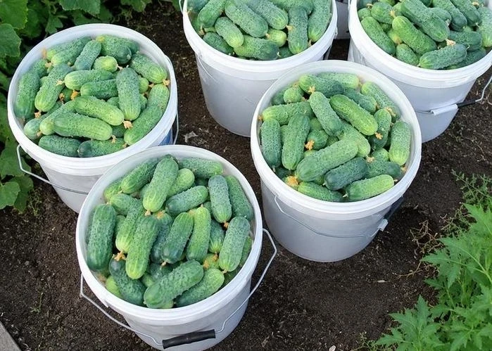 Большие урожаи огурцов каждый год: важные советы опытных 
огородников 

🥒Вырастить огурцы под силу 