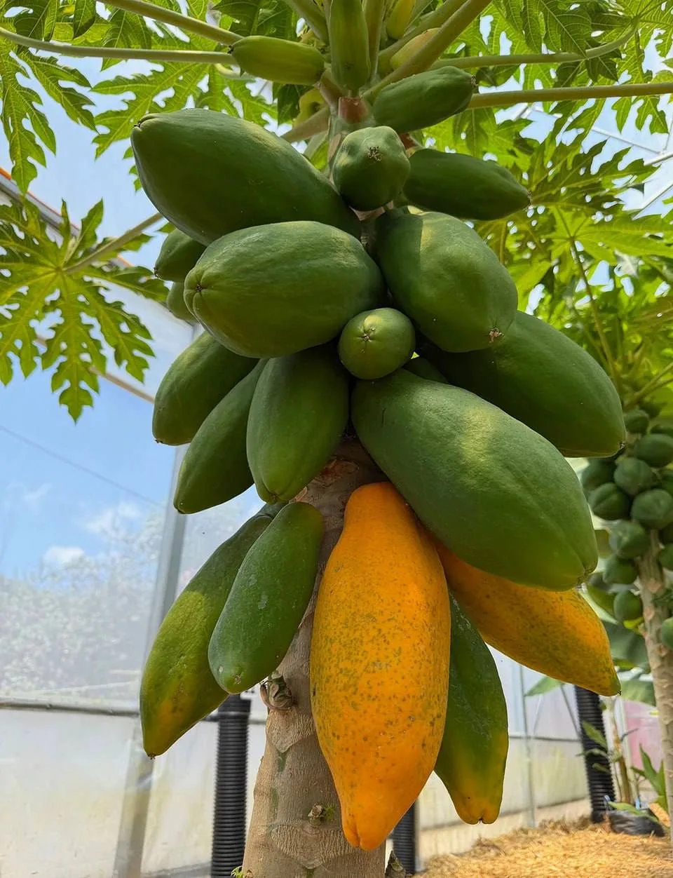 🥭 Первую местную папайю вырастили в Сочи.