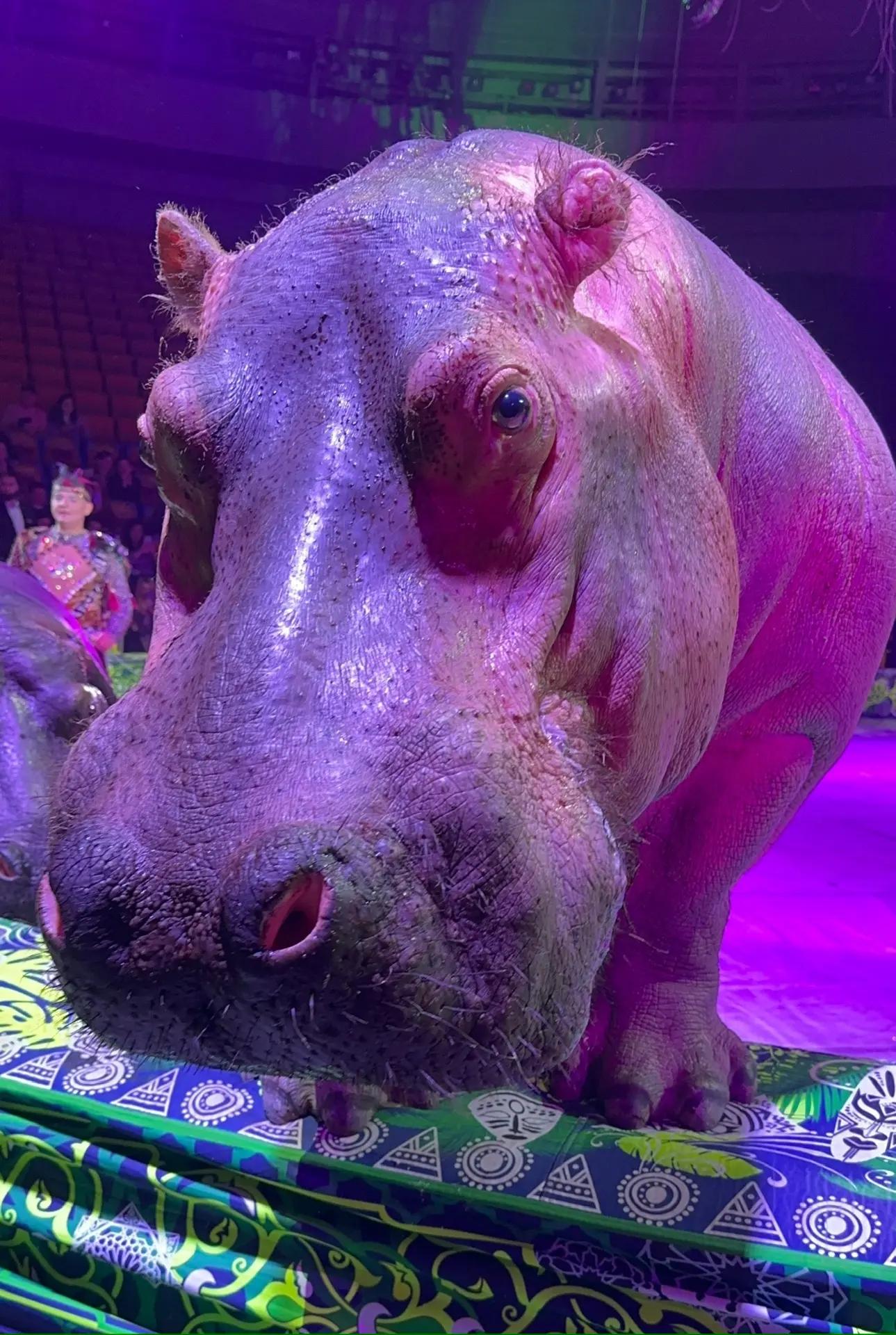 Мы первый раз увидели бегемотов 🦛 😳  Это был шок. 😮  Мы сидели на первом ряду и они проходили на сто