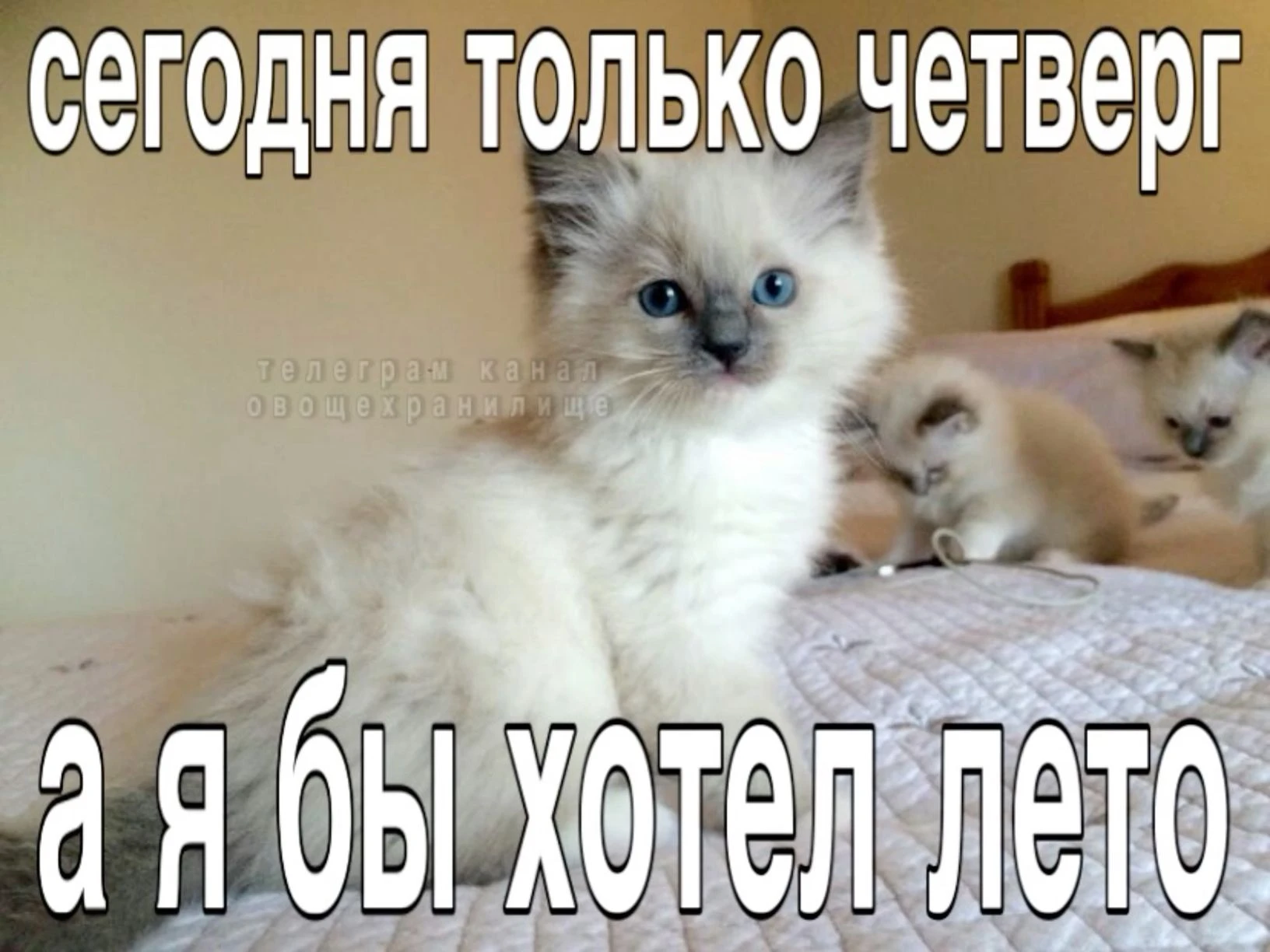 Четверг. Уже почти пятница, правда ведь? ☀️