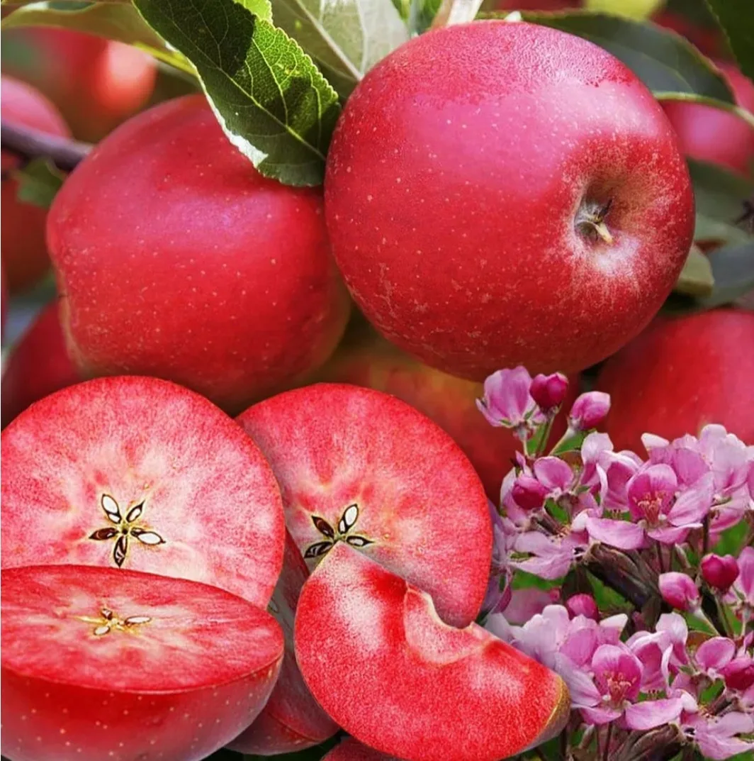 🍎Какие яблони у нас есть ОКС (открытая корневая система)?!🍎