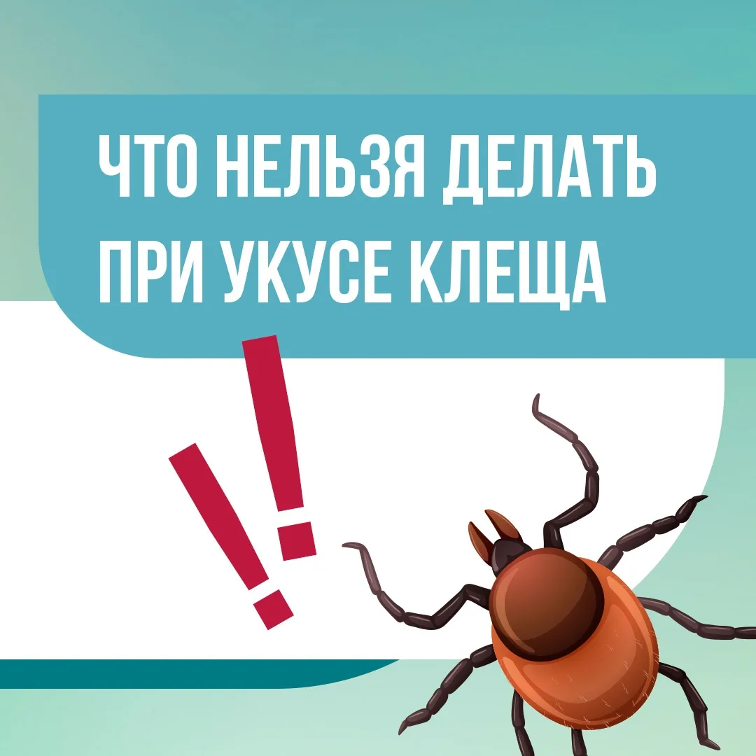 УКУСИЛ КЛЕЩ — ЧТО ДЕЛАТЬ❓

Прежде всего — не паниковать и не совершать действий, которые могут лишь 