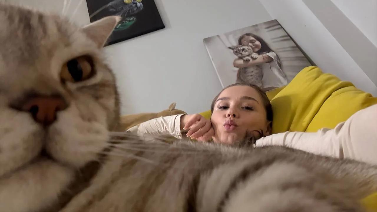 Сколько котиков на картинке?