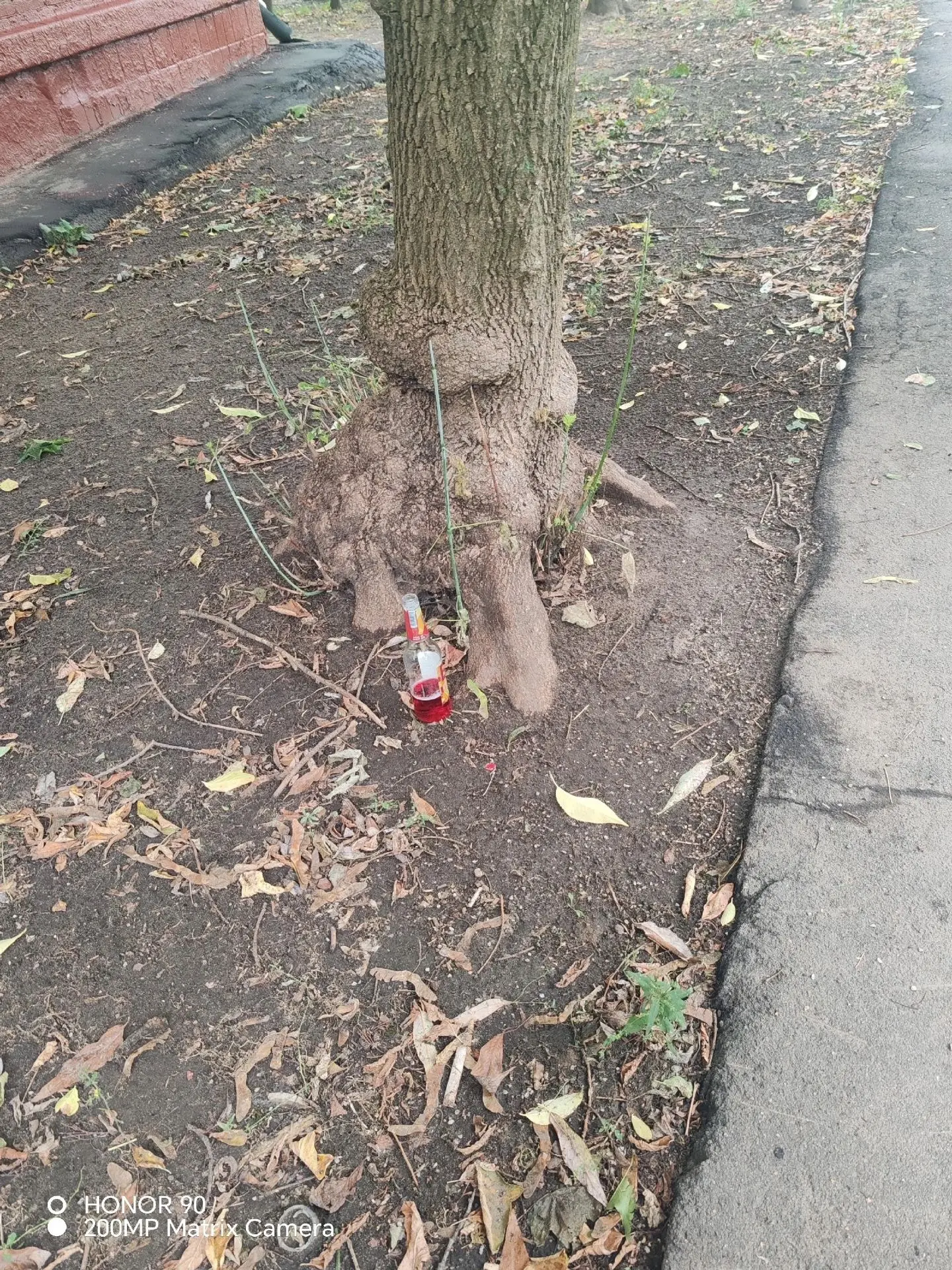 Каждый божий день, в любую погоду, зима/лето господа бухают. Даже приобрели себе стол и...
