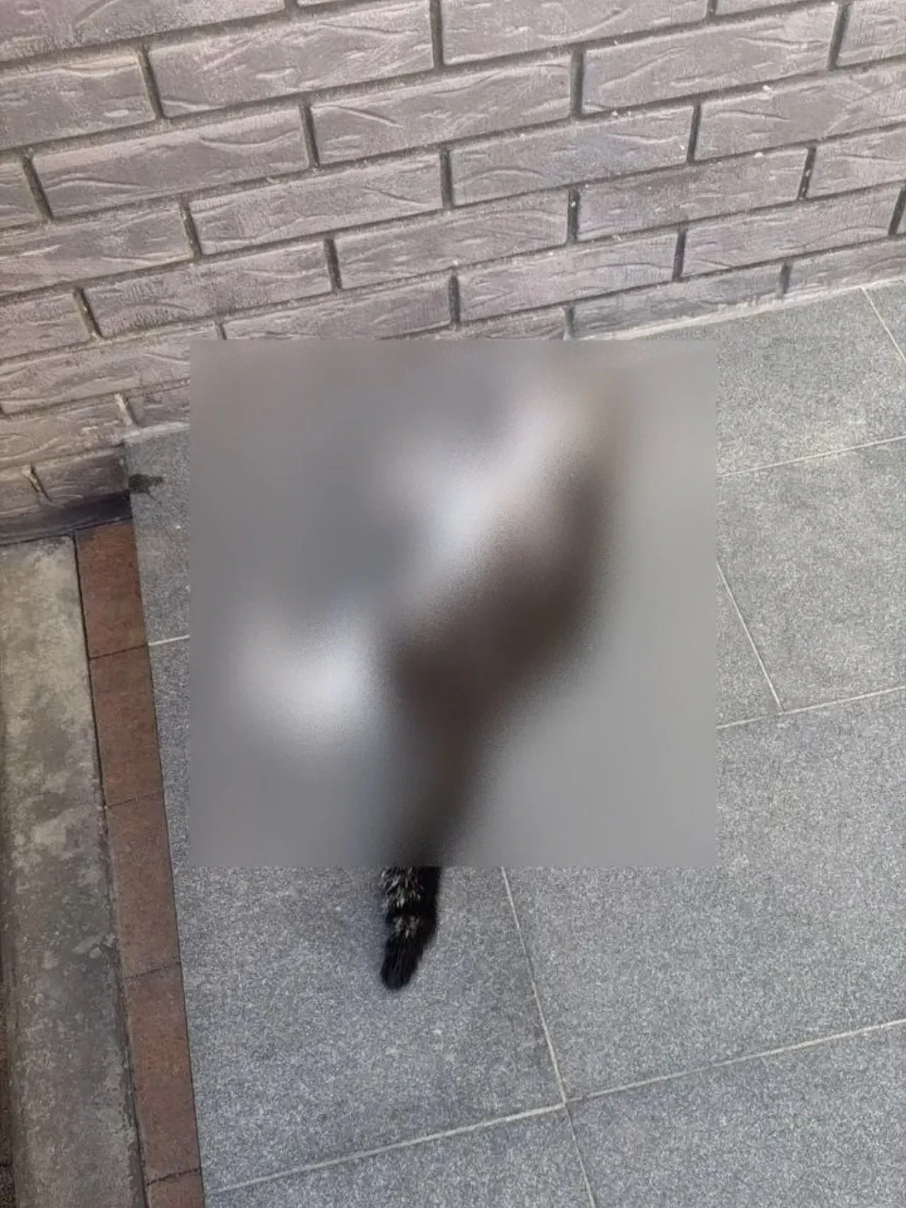 В Краснодаре мужчина выбросил кота с 21-го этажа — животное погибло на месте.