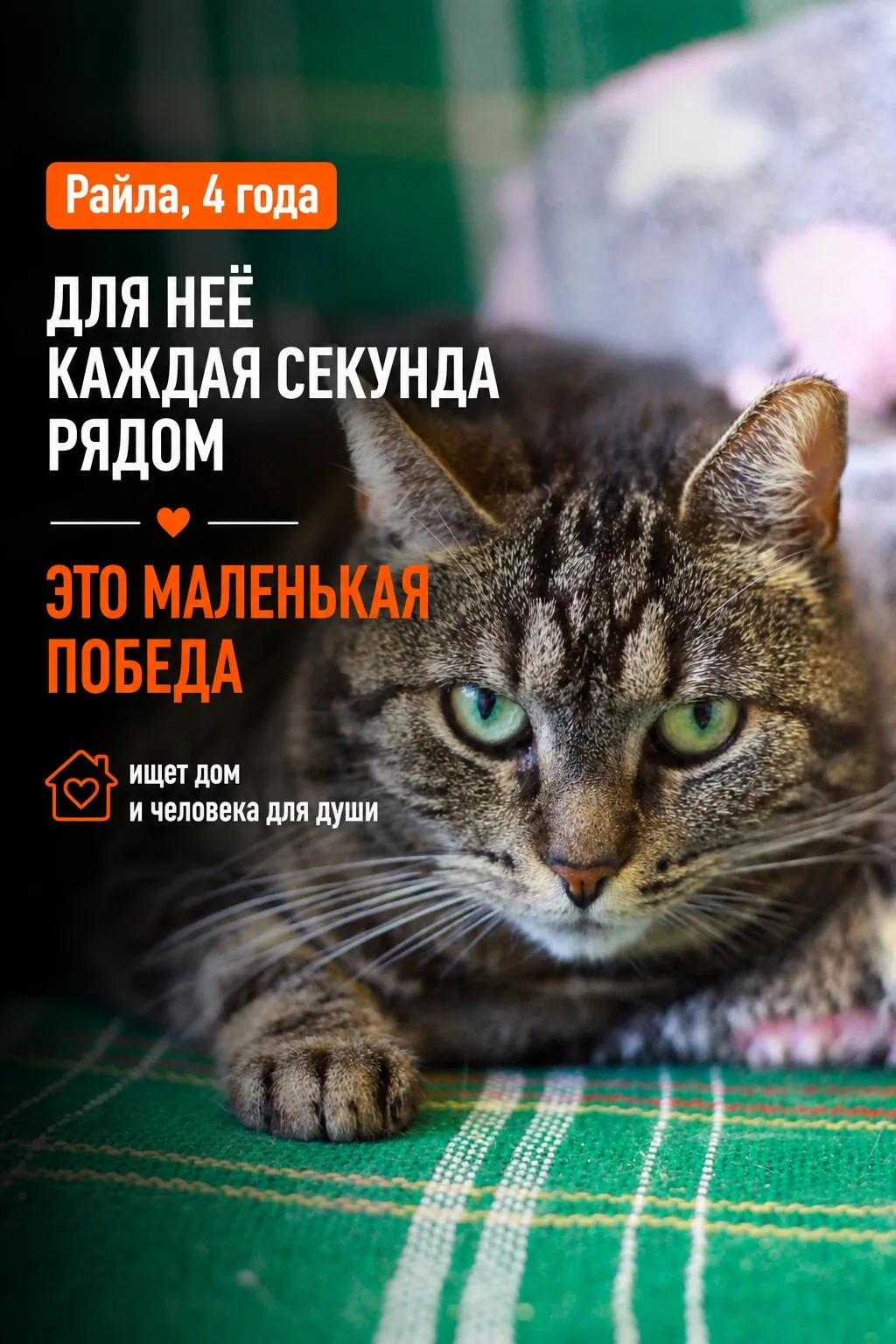Райла живёт в приюте уже давно. Достаточно долго, чтобы привыкнуть к стенам, звукам и р...