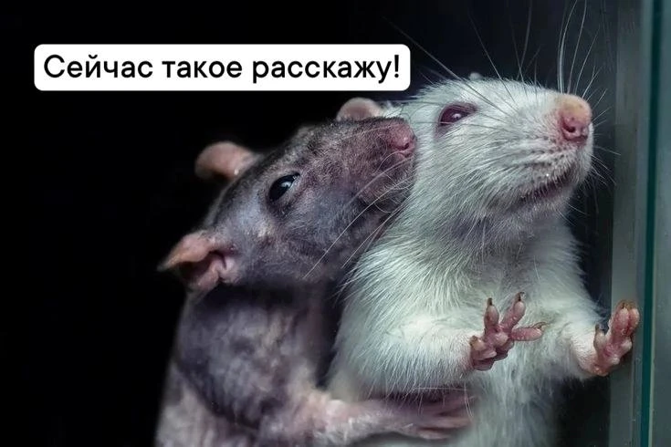 Сплетни на работе способствуют карьерному росту, уверяют психологи.