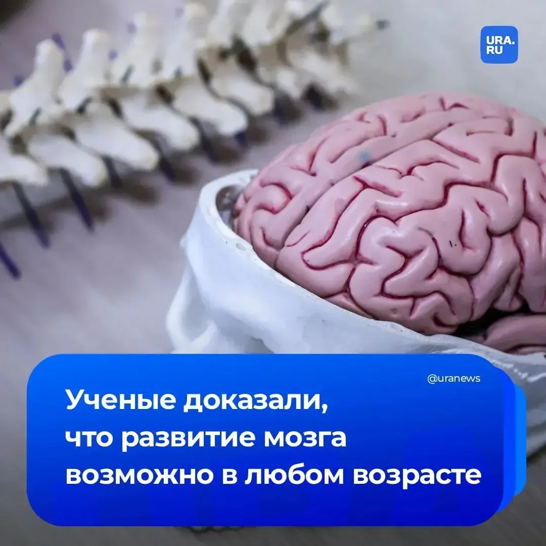 Развитие мозга возможно в любом возрасте. Об этом говорится в журнале Science Daily со ссылкой на тр