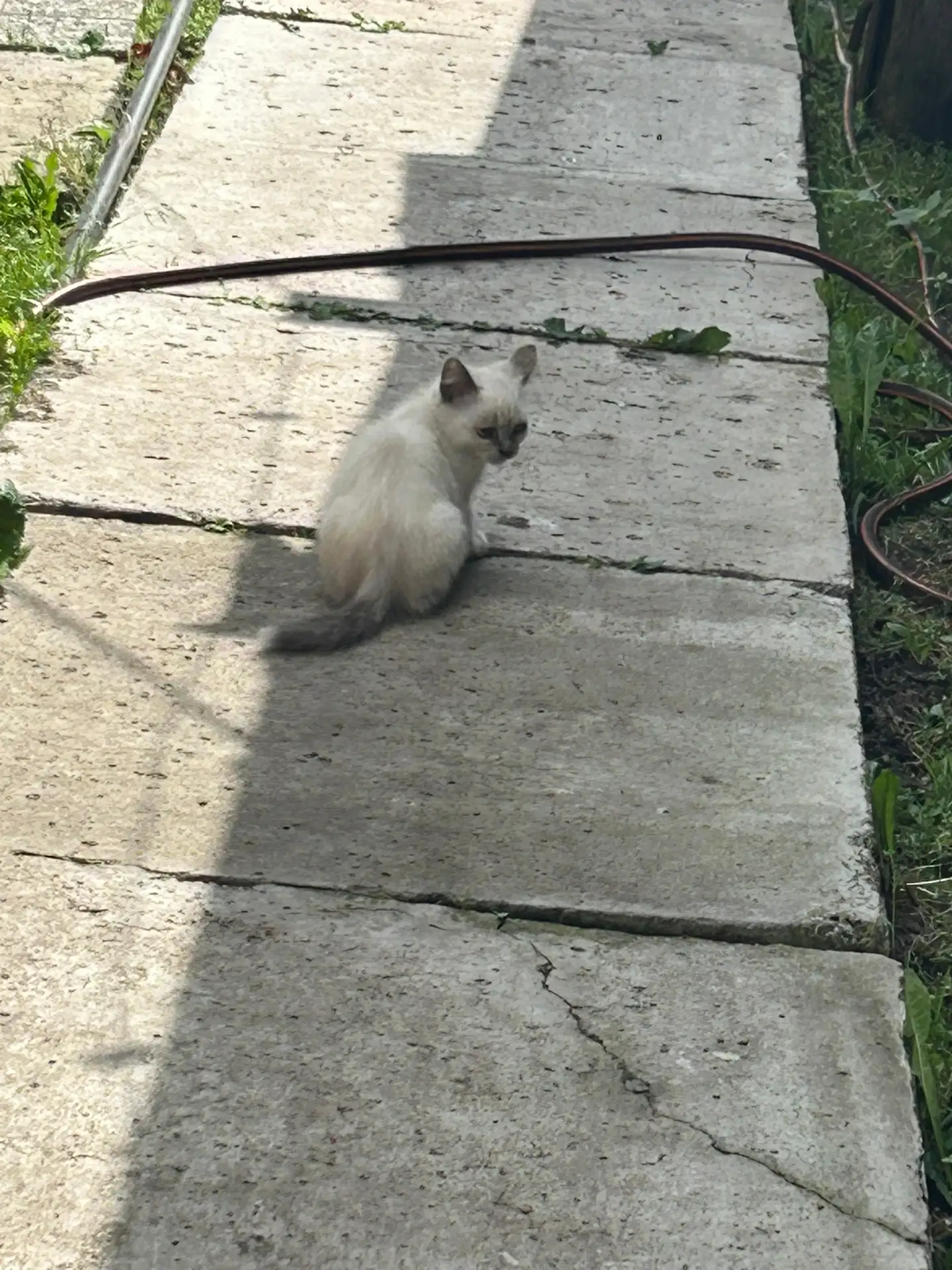 Отдам котят в добрые руки. Едят сами.