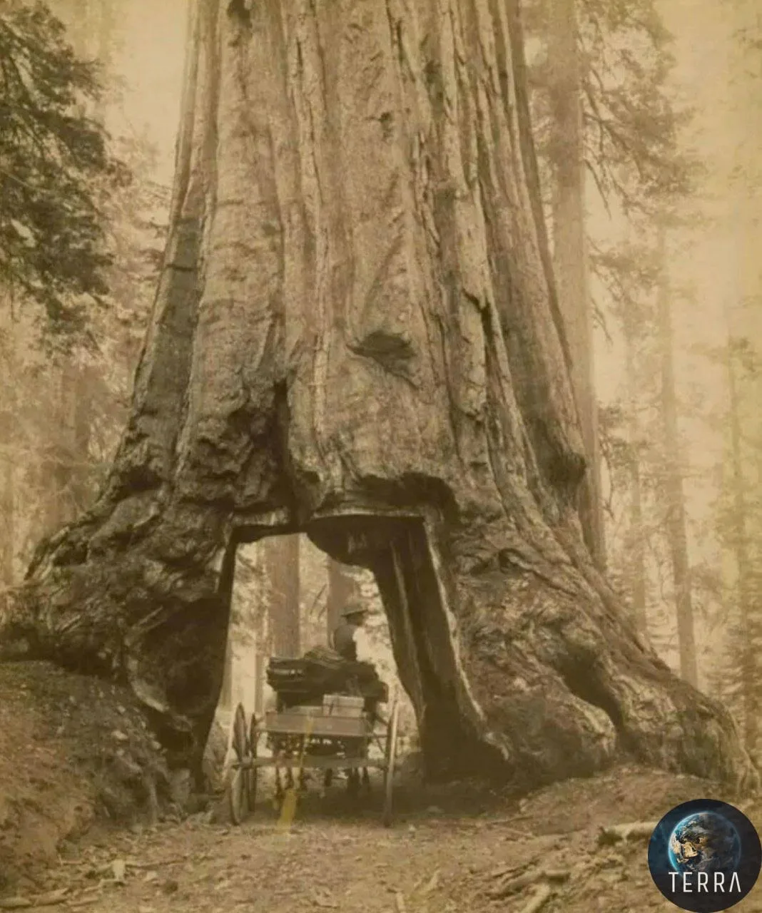😮 Повозка проходит через тоннель, вырезанный в огромной секвойе. 🌲 
   
Снимок сделан в Калифорнии