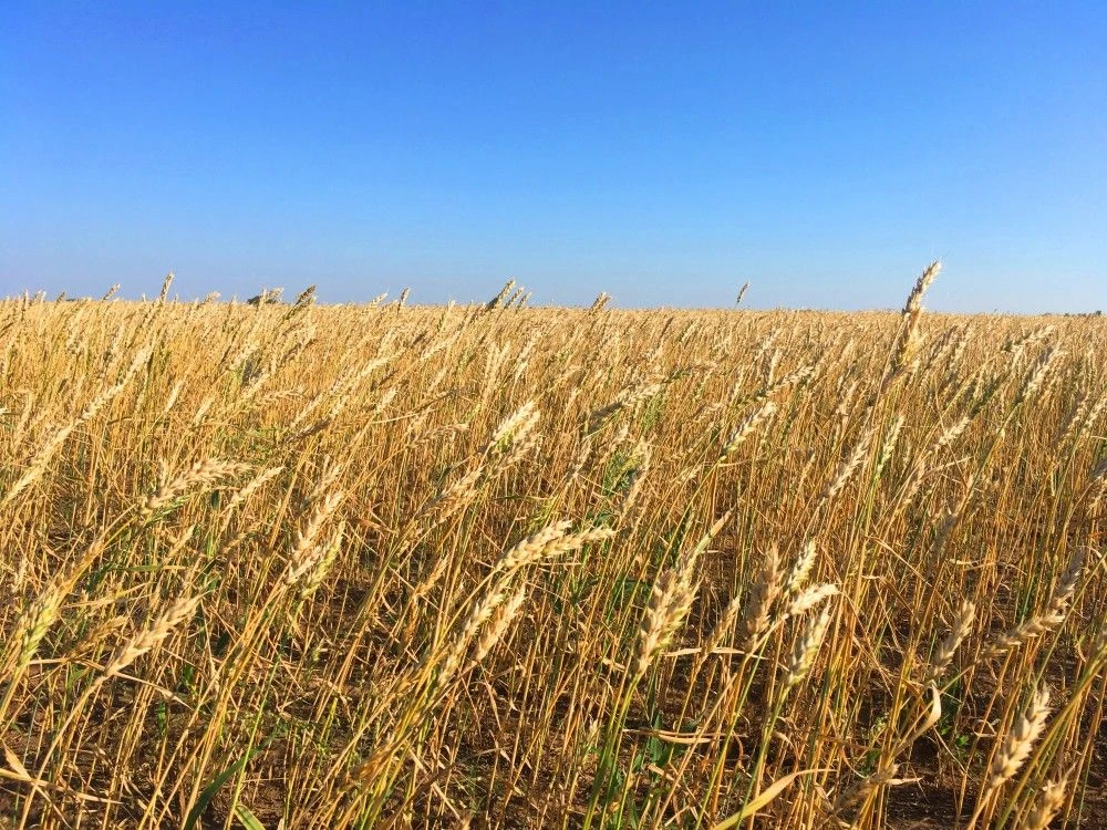 🌾 В Алтайском крае продолжается уборочная кампания