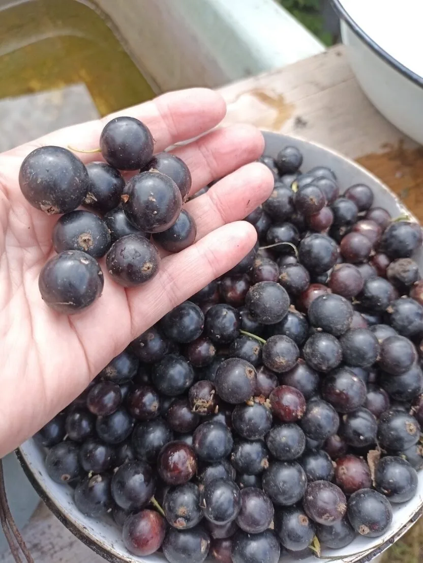 🍇 Хотите собрать богатый урожай в следующем году? Тогда прямо сейчас уделите немного времени своим 