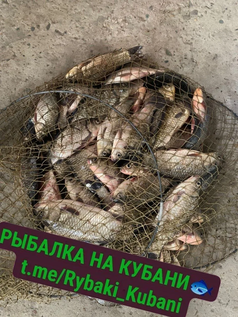 14.06
Рыбалка платник Расшеватская с пятницы на субботу.
День 300р, с ночевкой 500р
На 3-их 20кг кар