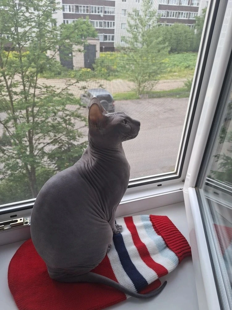 Сегодня Привет 👋 от выпусницы Бони ☺🥰😍, такая красотулька , ей 1г 3мес., папа Тобиас...