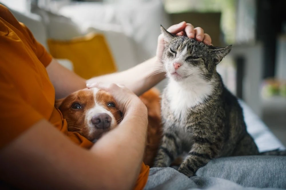 🐾 Фестиваль животных, где можно встретить своего будущего питомца