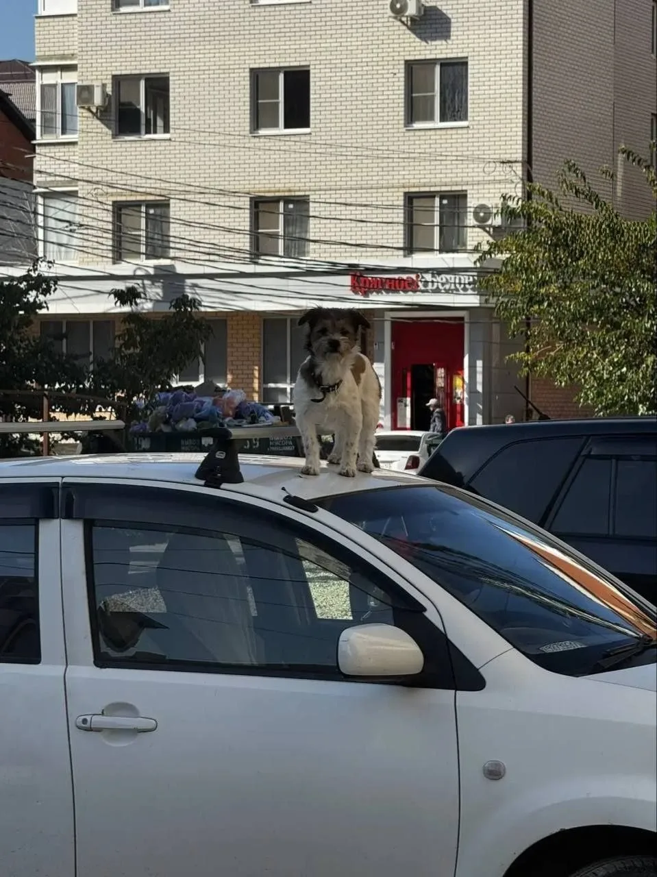 🐕 В Краснодаре собака забралась на машину, чтобы лучше высматривать хозяина.