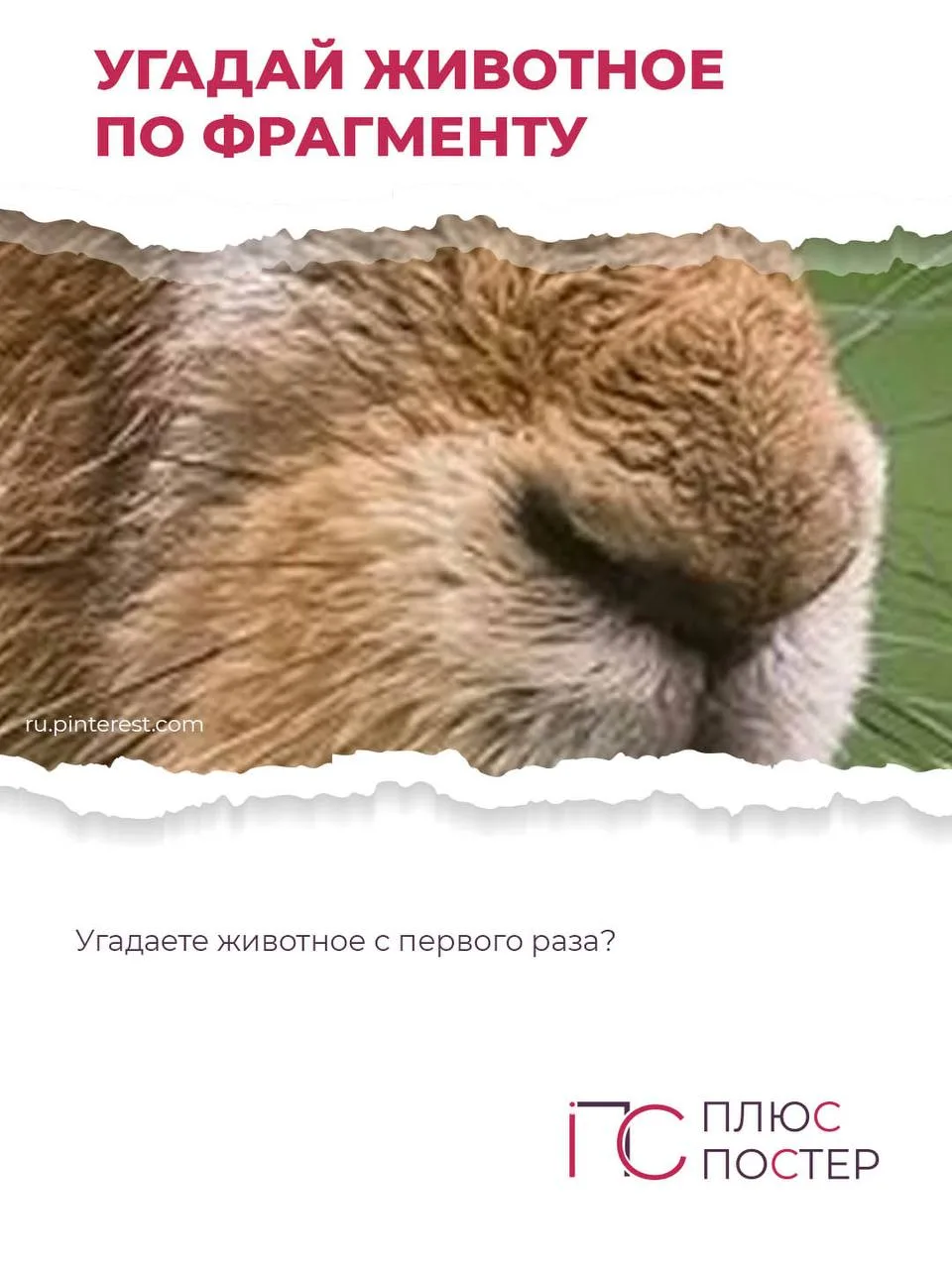 Сегодня угадываем следующее животное. Чей это пушистый фрагмент?