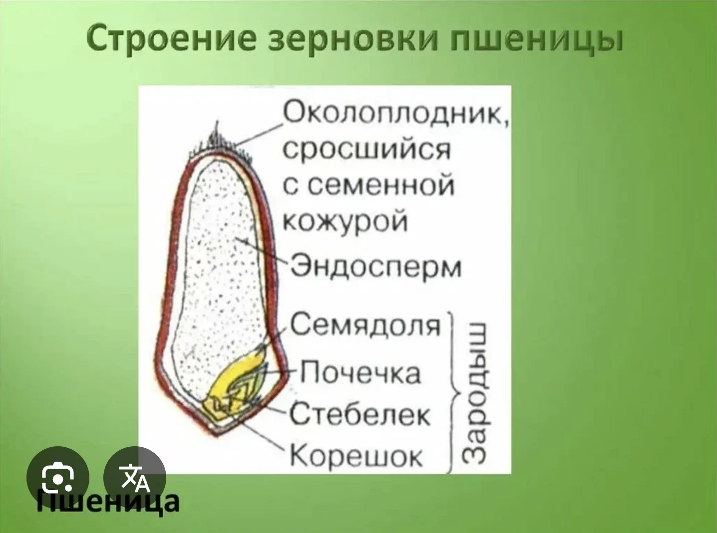 Молоко и хлеб )