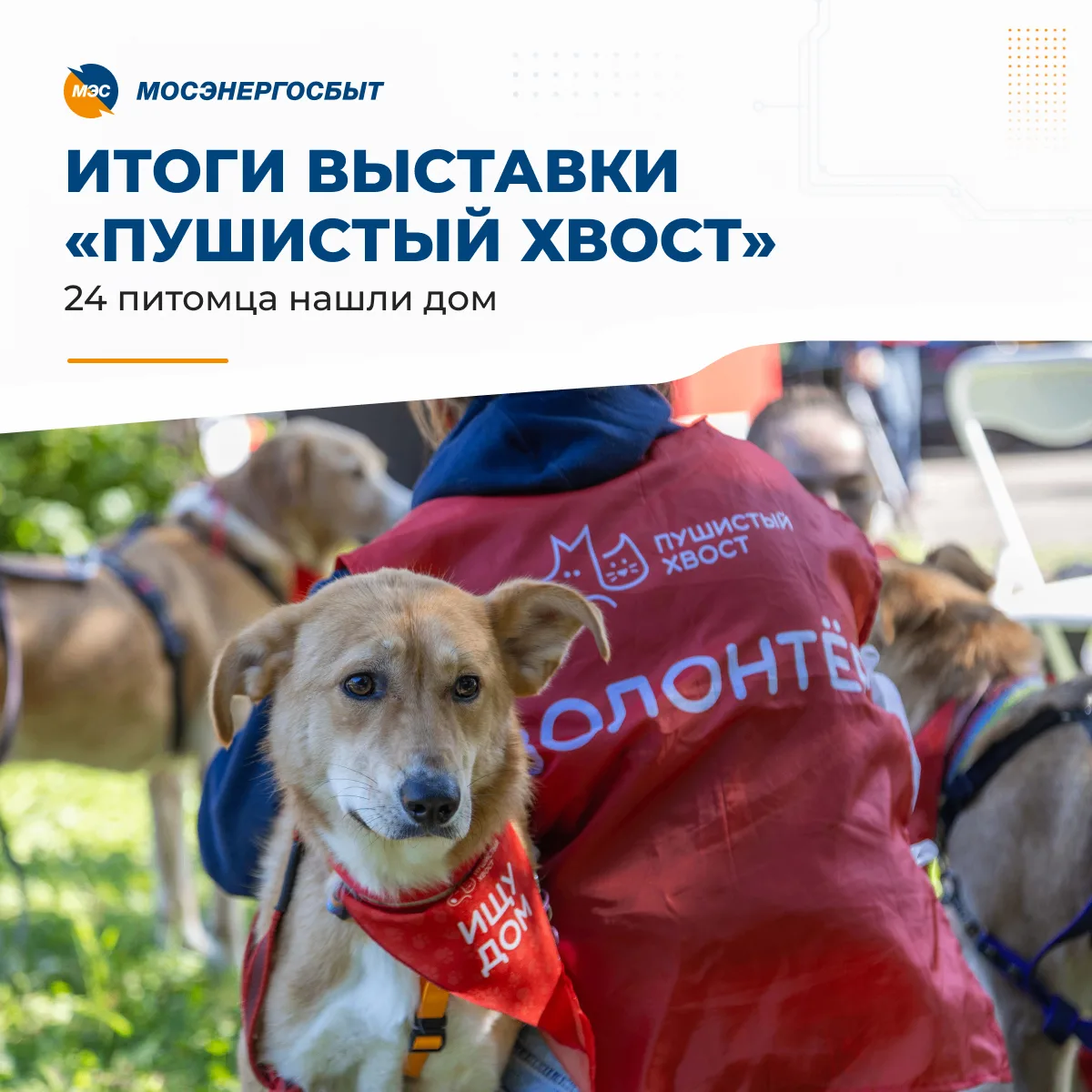 🐾 Итоги выставки «Пушистый хвост»