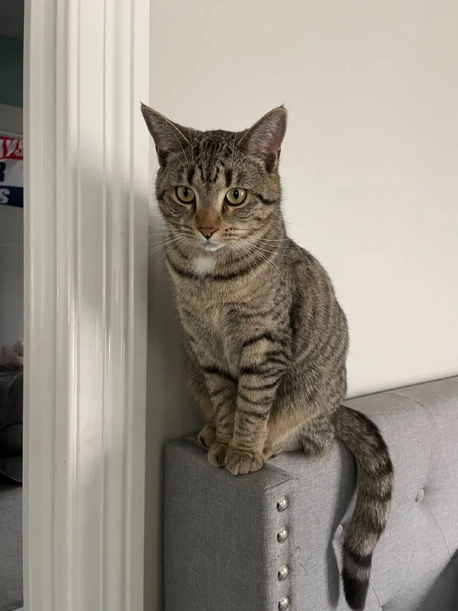 #КотикПодписчика 🥰
