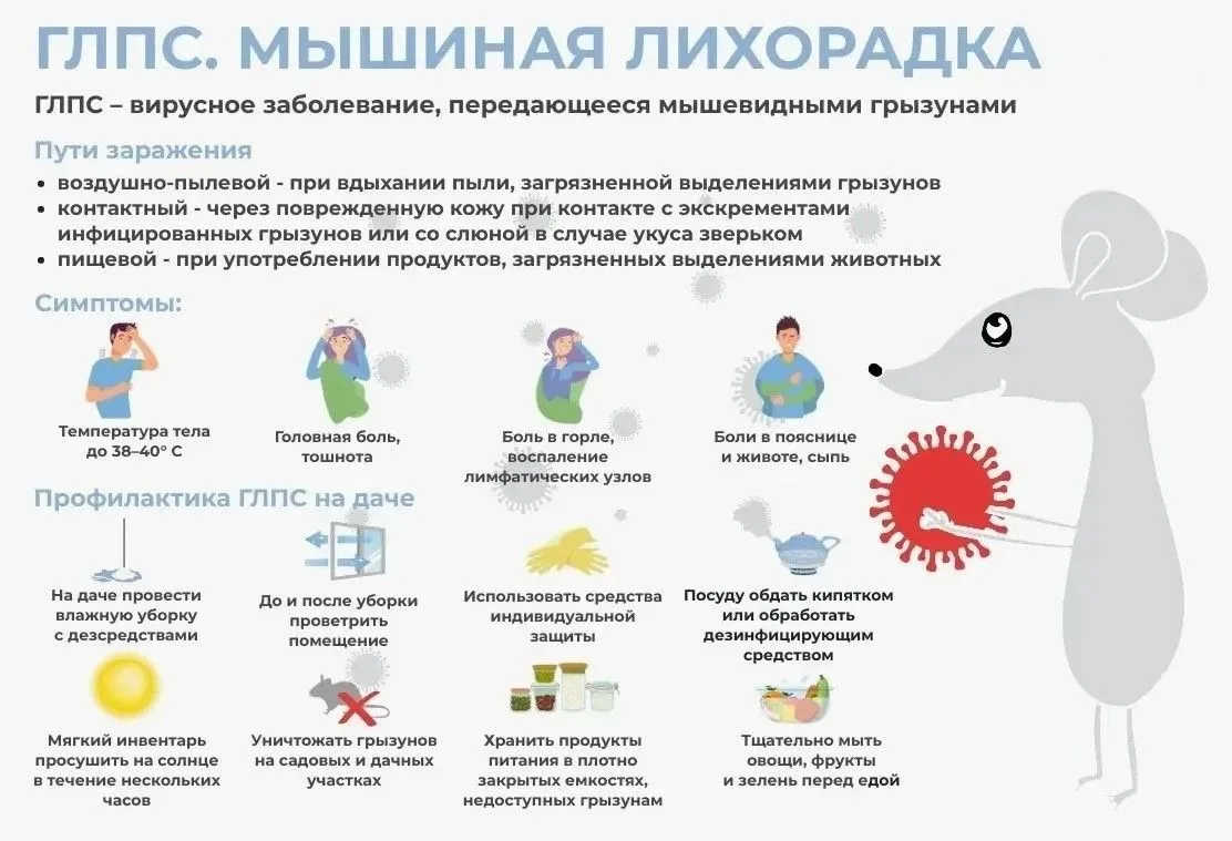🏡 Открываем лето безопасно: как защитить себя от «мышиной лихорадки» (ГЛПС)?