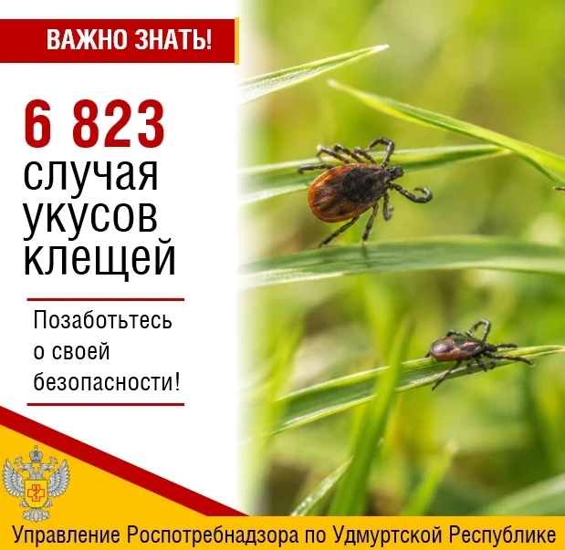🕷В Удмуртии с начала 2026 года зарегистрировано 6 823 случая присасывания клещей (в т.ч. 1530 среди