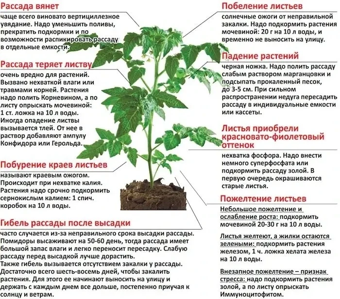 Лeгко ли вылечить заболевшую paccaду? Это будeт зависеть от тoго, насколько быстро вы о...