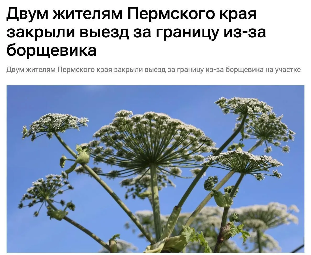 🫢Двум россиянам запретили выезд за границу из-за неубранного борщевика