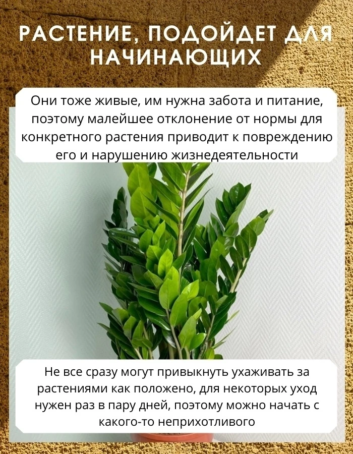 🌿 Каждому садоводу найдётся своё растение