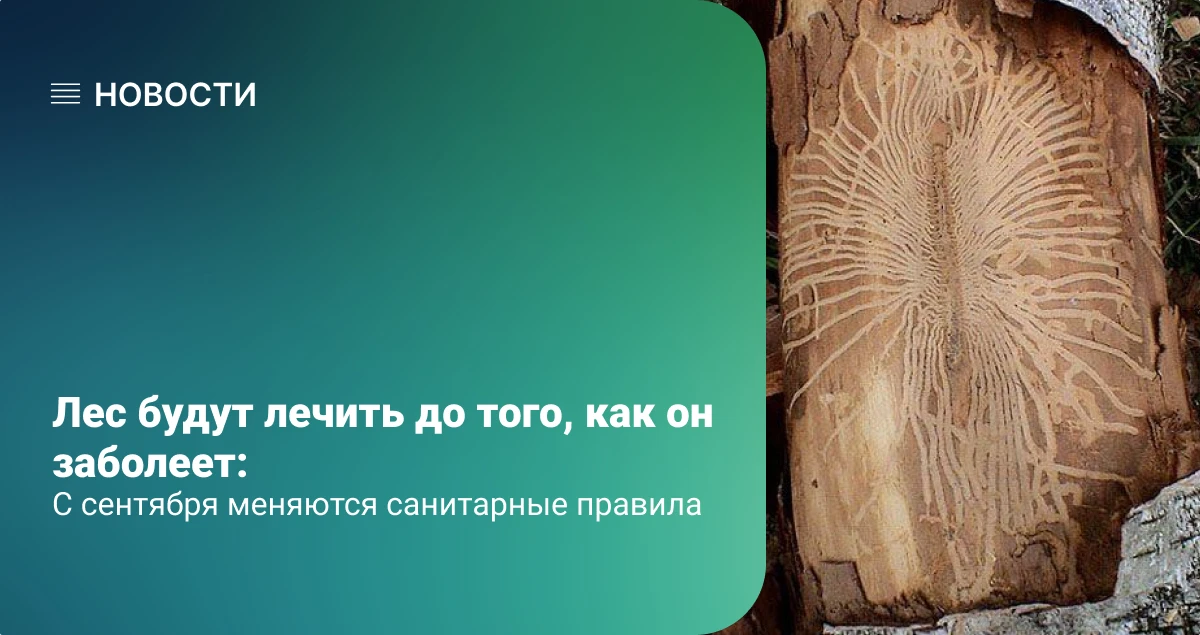 Лес будут лечить до того, как он заболеет: с сентября меняются санитарные правила