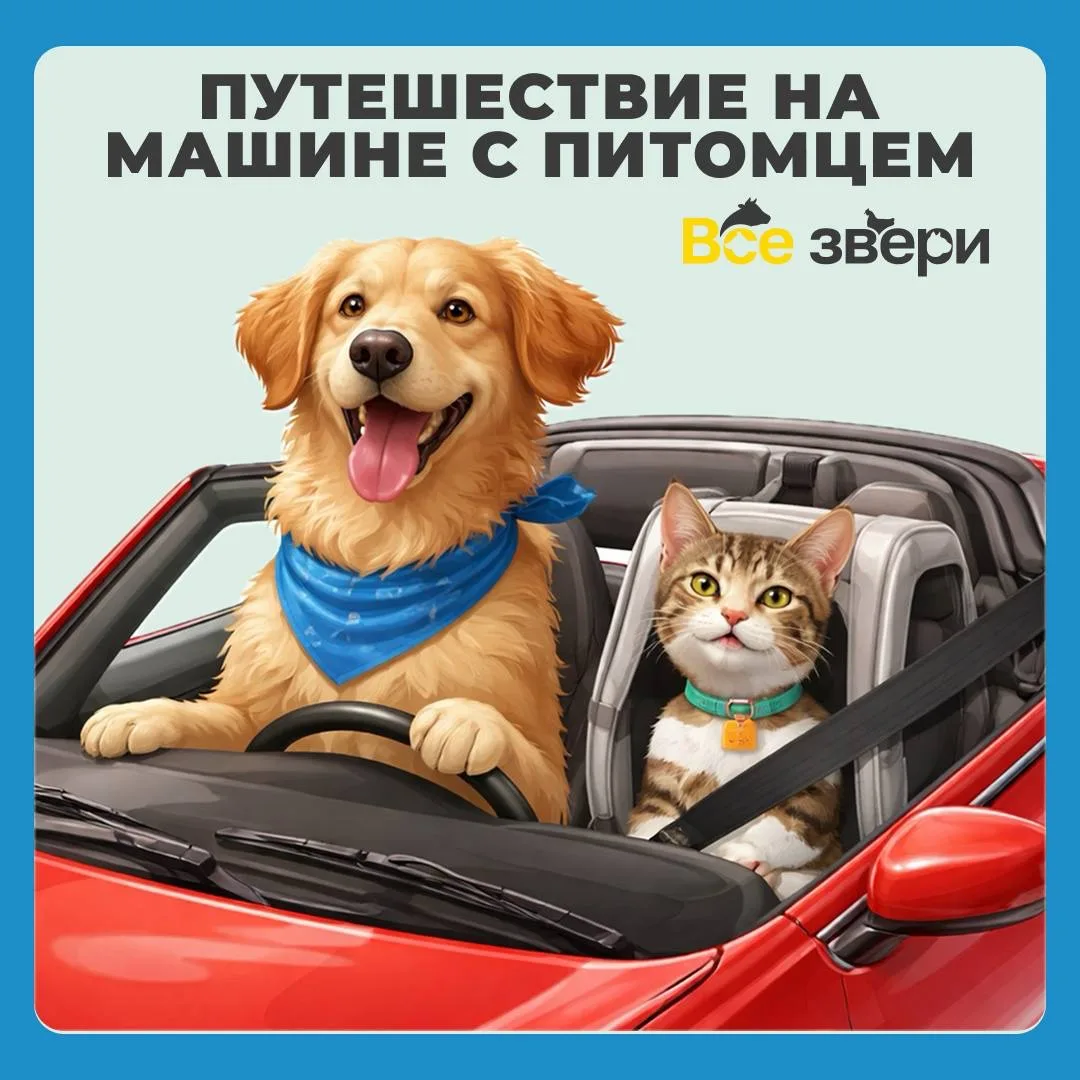 Путешествие на машине с питомцем