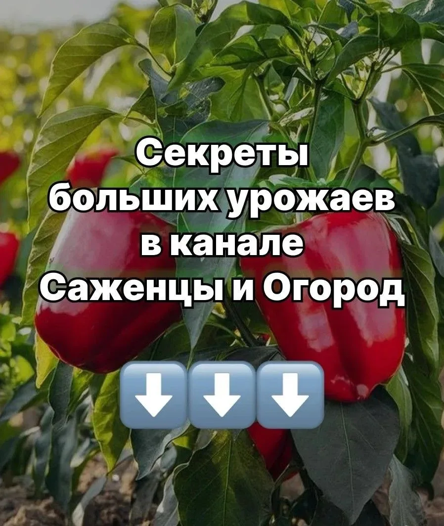 ❗️ ПОСЛЕ ЭТИХ СОВЕТОВ Я ПЕРЕСТАЛА ПОКУПАТЬ ПОЛОВИНУ ДАЧНЫХ СРЕДСТВ