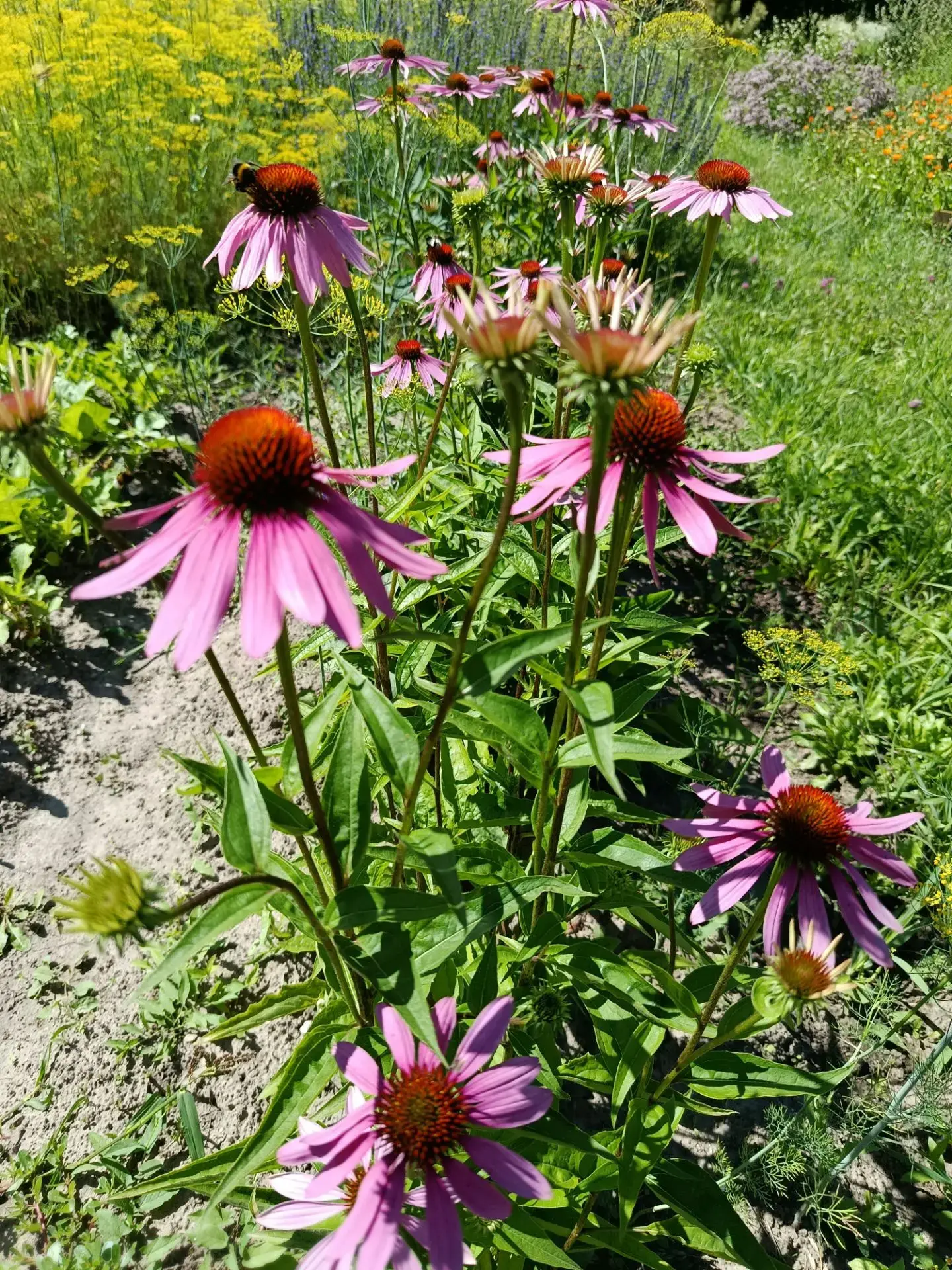 🌺РАСТЕНИЯ НАШЕГО БОТАНИЧЕСКОГО САДА🌼