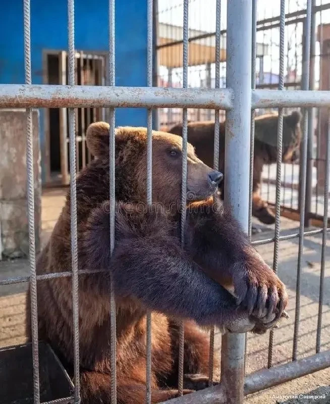 ⚡ Медведь напал на работницу на машзаводе в Прикамье