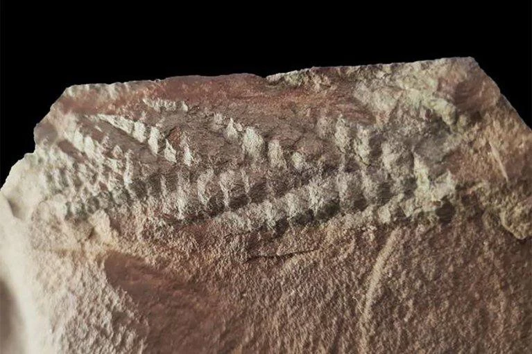 Ученые обнаружили в норвежской Арктике окаменелость старейшего доисторического живого с...