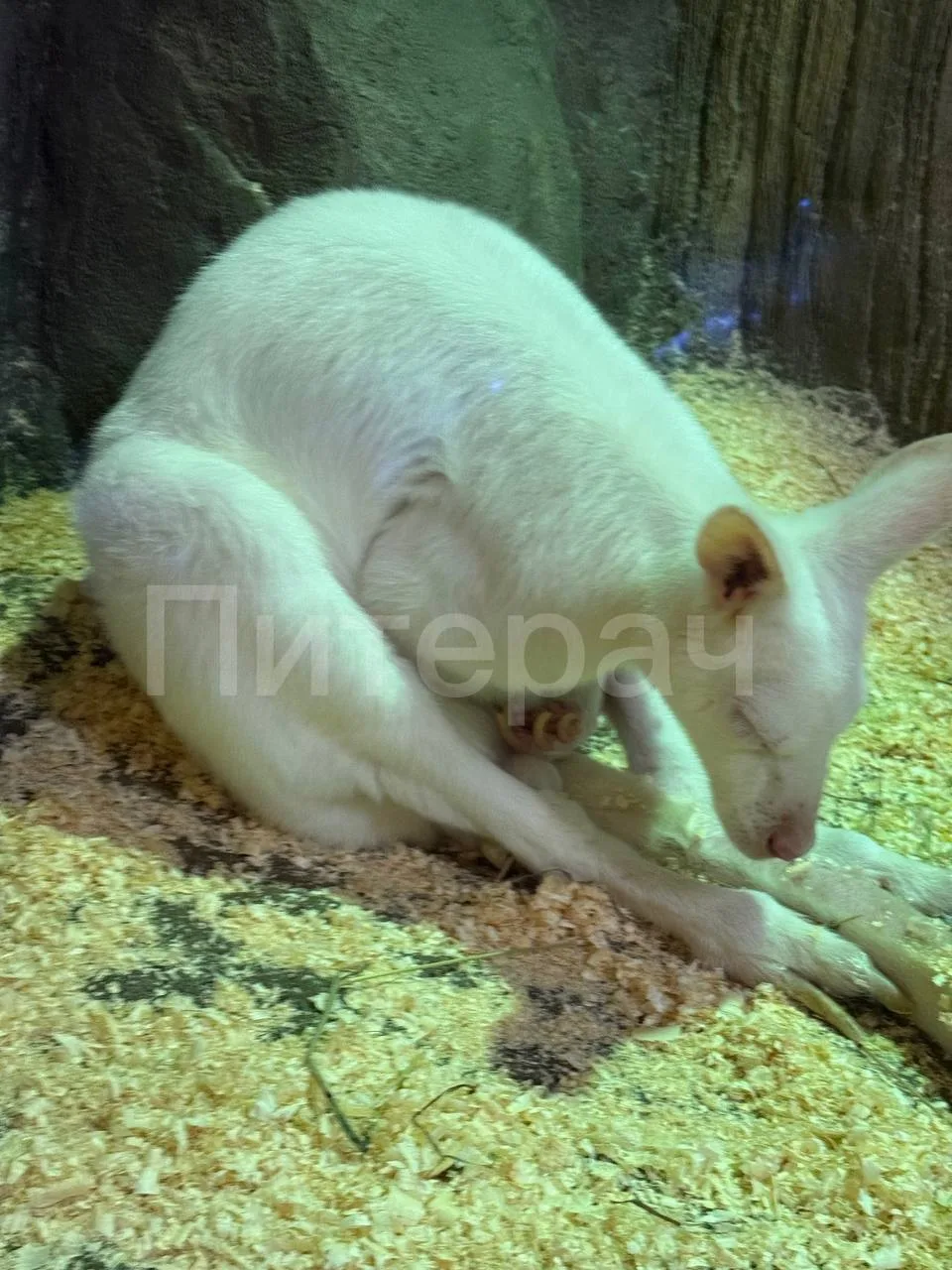 🦘 Посетители сообщают о возможных проблемах с содержанием кенгуру в петербургском экзо...