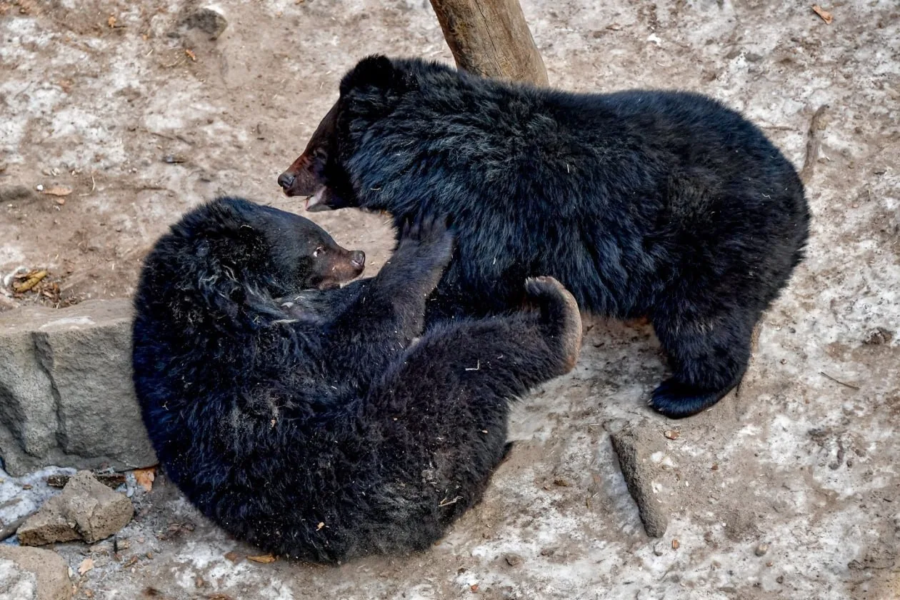 🐻 В Приморье обсудили ситуацию с медведями