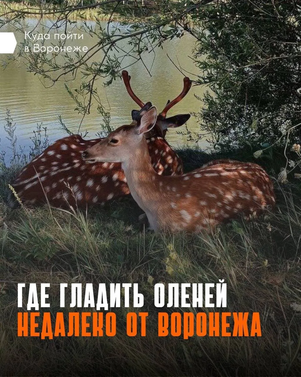🦌 Умчи меня, олень, в свою страну оленью!