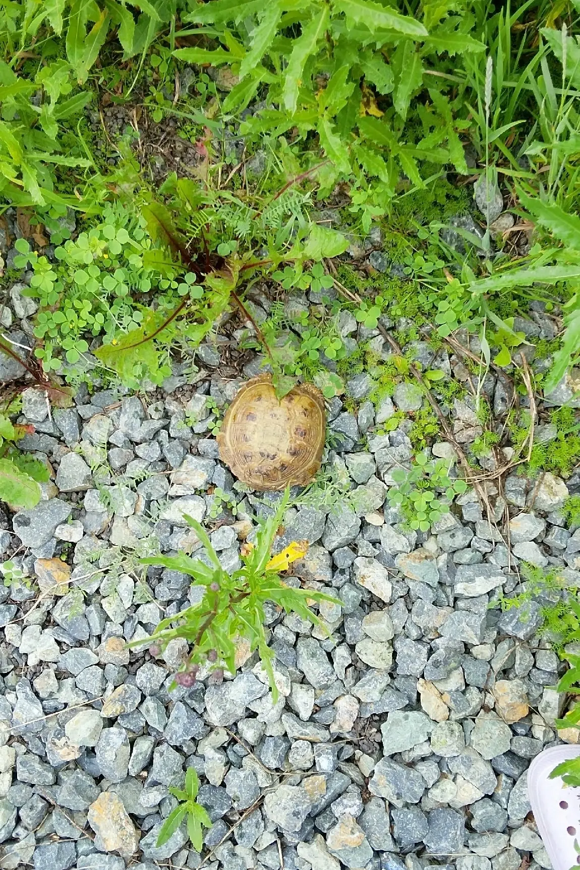 🐢 Чья потеряшка? На Карла Маркса в Нижней Салде обнаружили одинокую черепаху

• Находка: Наша подпи