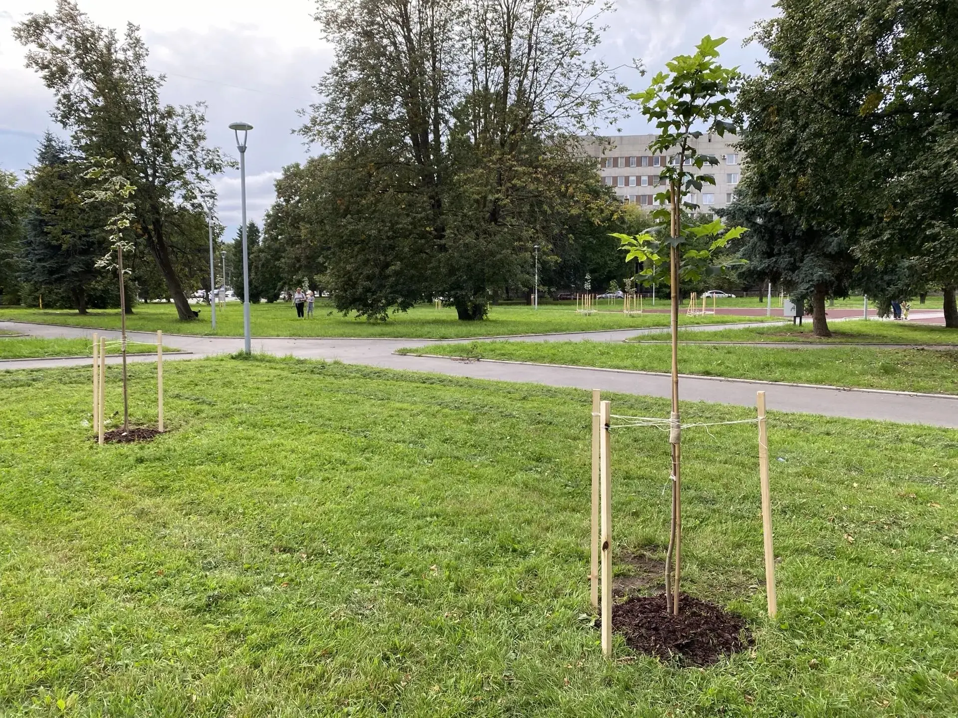 🌿В Пскове в сквере у гостиницы «Рижская» высадили десять клёнов