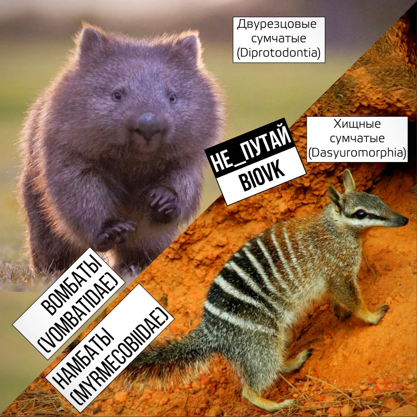 Вомбаты (#Vombatidae) – дружелюбные травоядные сумчатые крепыши, они роют норы, помечают свою террит