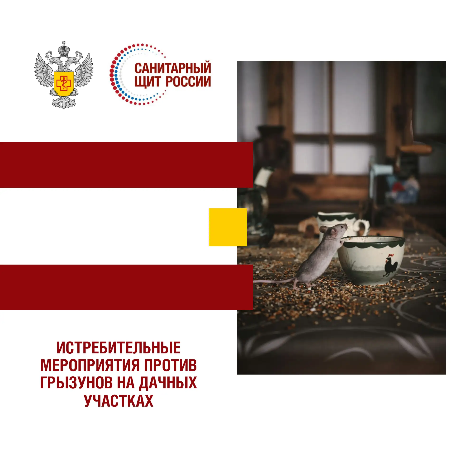 Истребительные мероприятия против грызунов на дачных участках

#санпросвет #санитарныйщитроссии #Сар
