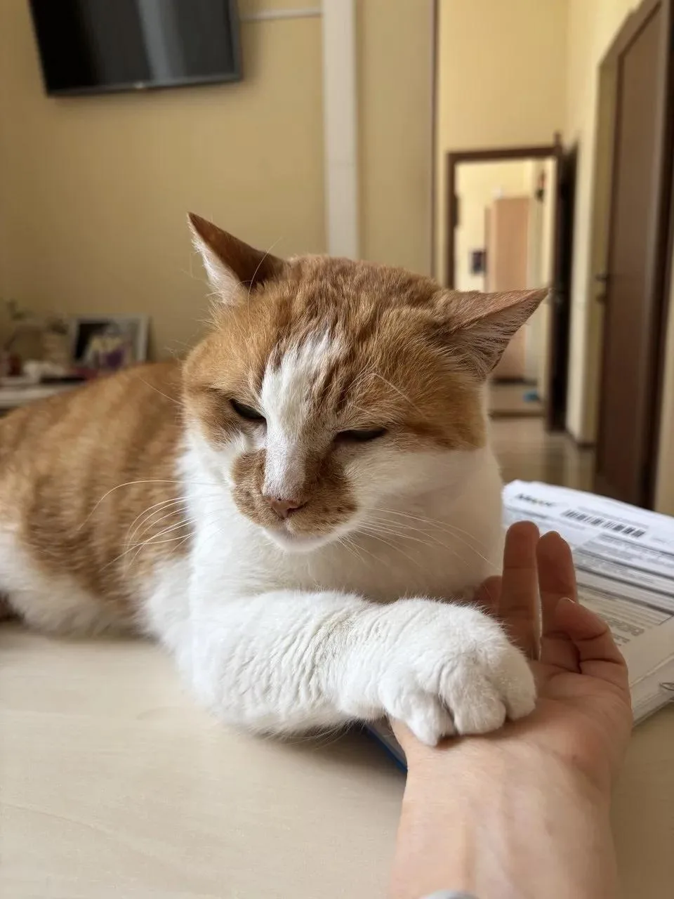 😼Могу изящно валяться на документах, контролируя каждую написанную букву у коллег.

А могу напомнит