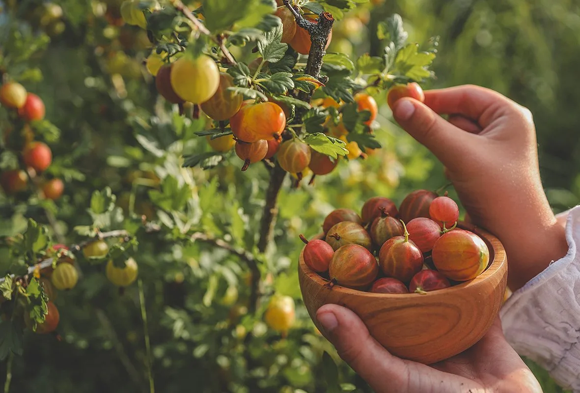 🏡🍇 Июль — время снимать первые сладкие кисти смородины и крыжовник. Как собрать так, ...