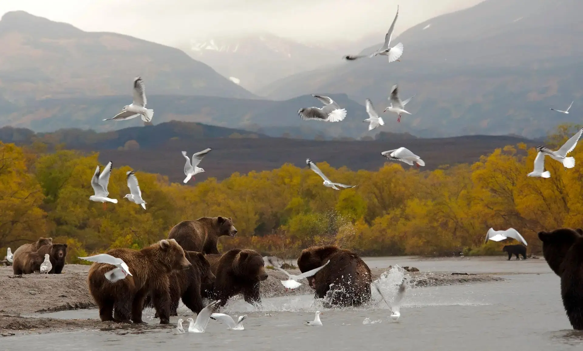 🐻 Курильские медведи готовятся к зиме