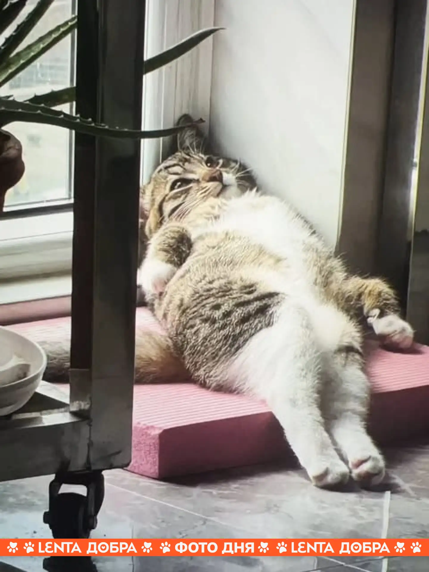 🫠 Фото дня: состояние к вечеру среды

🐾 Подпишись на Ленту добра