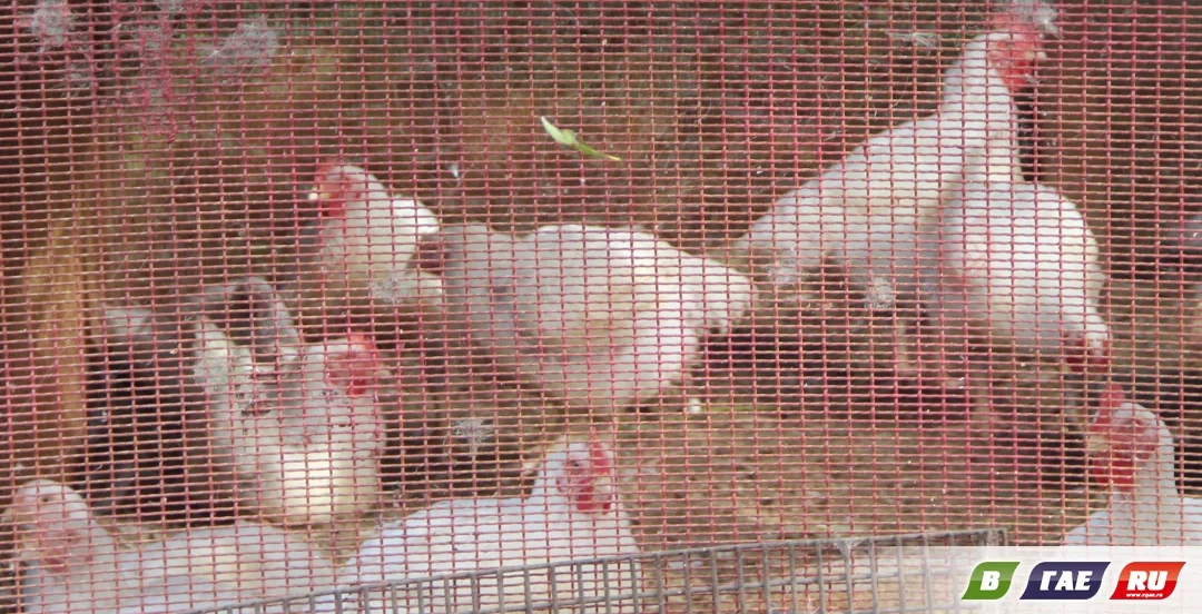 В Калиновке степная лисица передушила всех кур у местного жителя 🦊