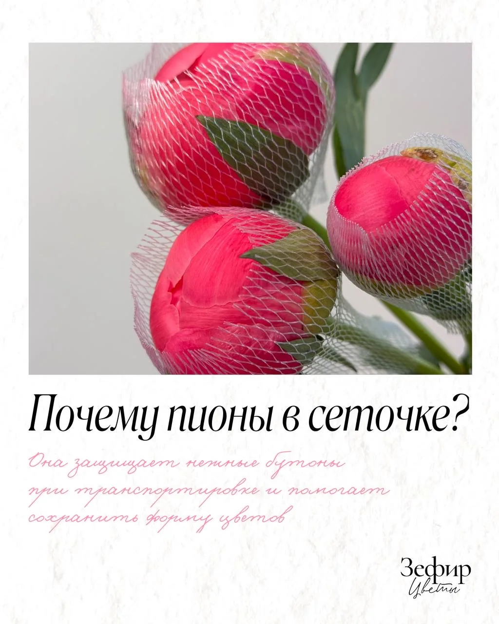 💋  Начинается любимый сезон пионов! 

И вместе с ним — вопросы: почему они продаются в сеточке?
 И 