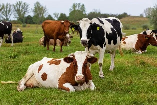 🐄Здоровье копыт коровы - это обязательный элемент ухода, который напрямую влияет на эк...
